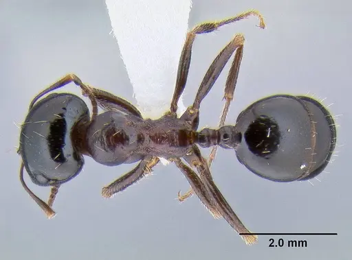 Messor wasmanni specimen