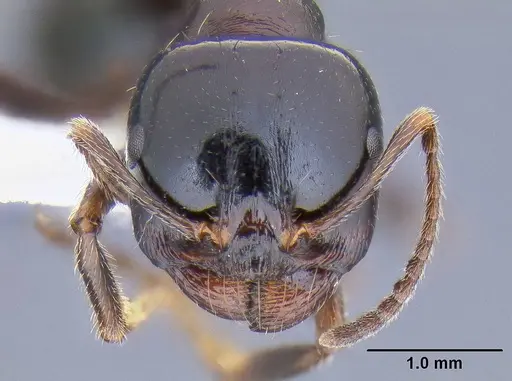 Messor wasmanni specimen