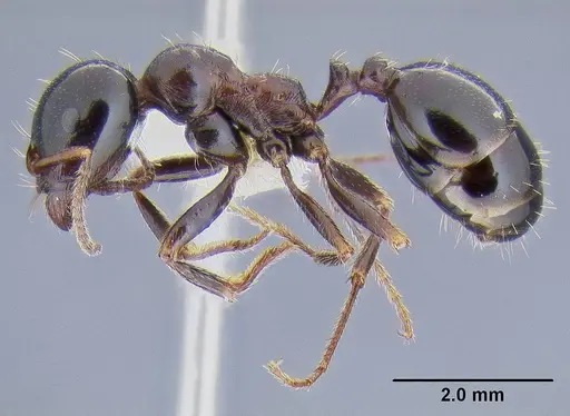 Messor wasmanni specimen