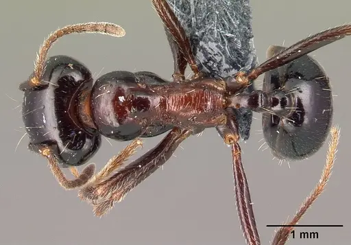 Messor wasmanni - CASENT0179604