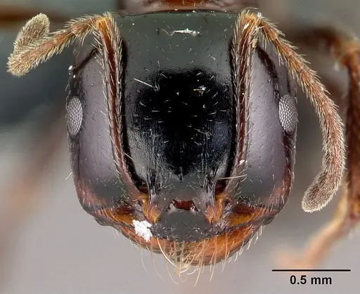 Messor wasmanni - CASENT0179604