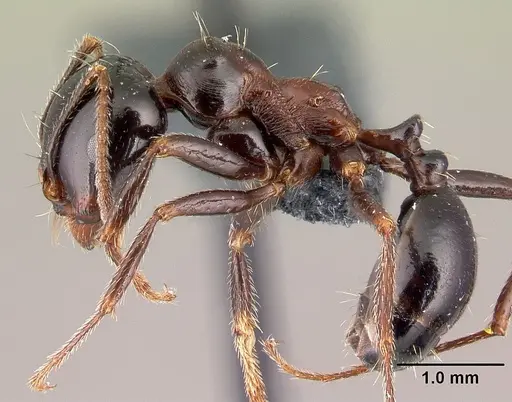 Messor wasmanni - CASENT0179604