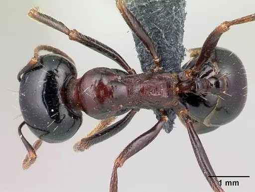 Messor wasmanni - CASENT0179605