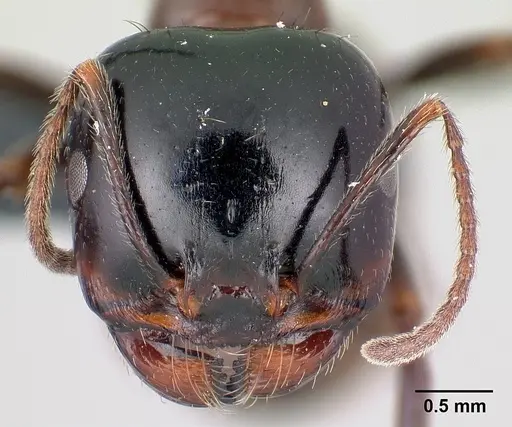 Messor wasmanni - CASENT0179605