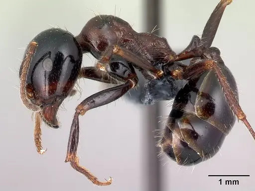 Messor wasmanni - CASENT0179605