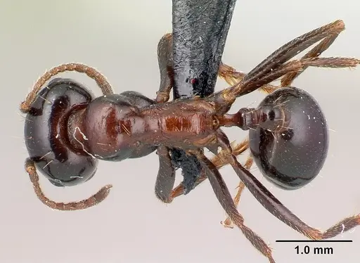 Messor wasmanni - CASENT0179892