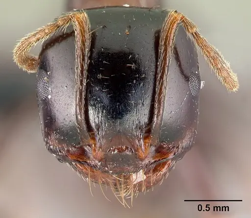 Messor wasmanni - CASENT0179892