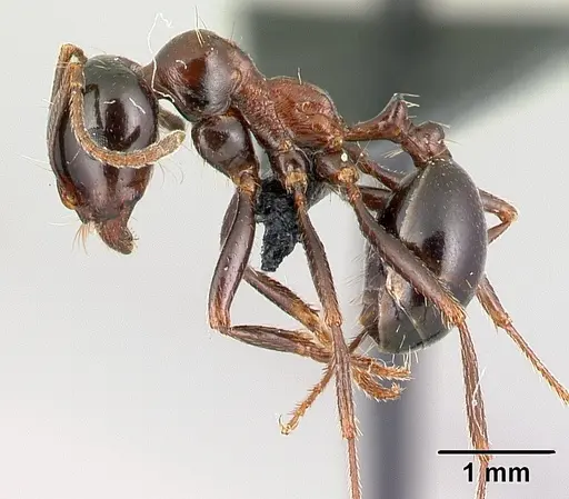 Messor wasmanni - CASENT0179892