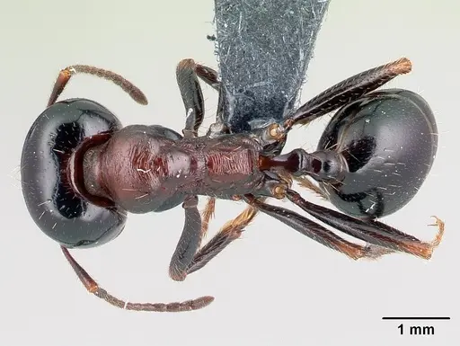 Messor wasmanni - CASENT0179893