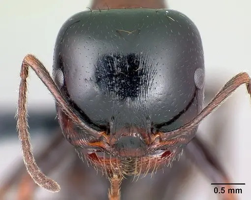 Messor wasmanni - CASENT0179893