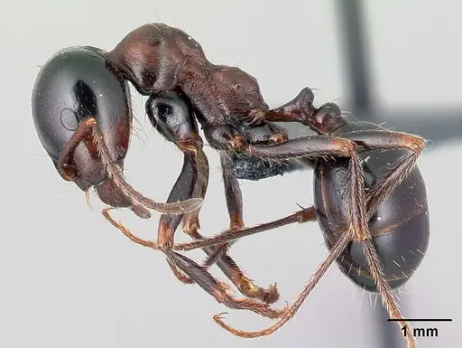 Messor wasmanni - CASENT0179893