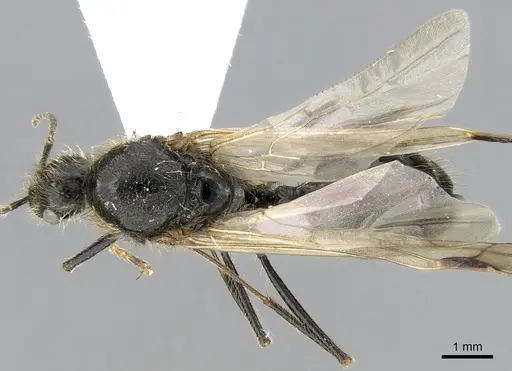 Messor wasmanni - CASENT0281209