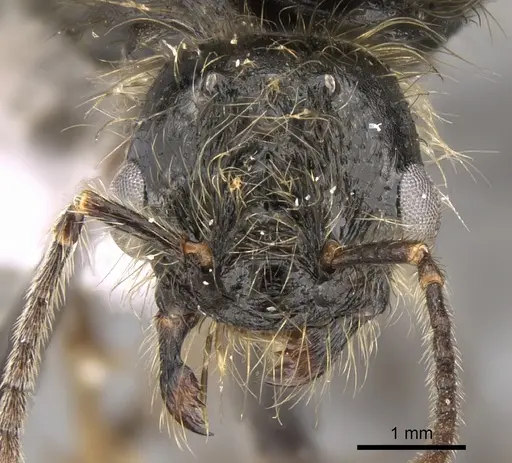 Messor wasmanni - CASENT0281209