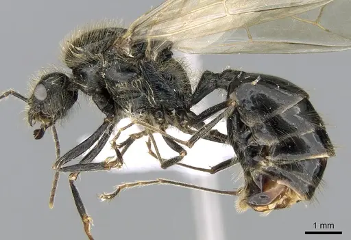 Messor wasmanni - CASENT0281209