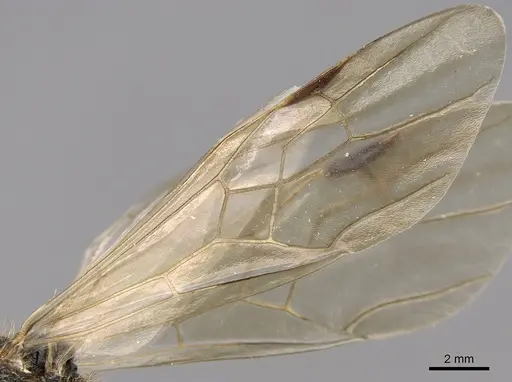 Messor wasmanni - CASENT0281209