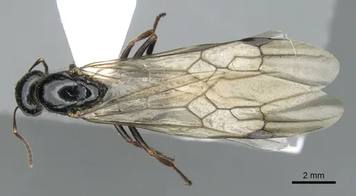 Messor wasmanni - CASENT0281210