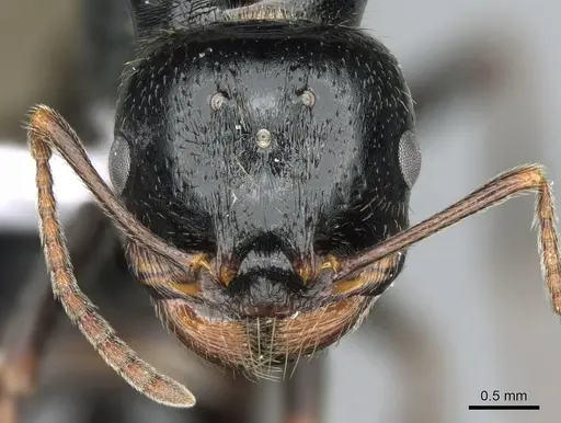 Messor wasmanni - CASENT0281210