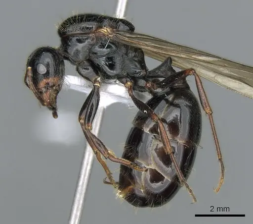 Messor wasmanni - CASENT0281210