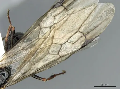 Messor wasmanni - CASENT0281210