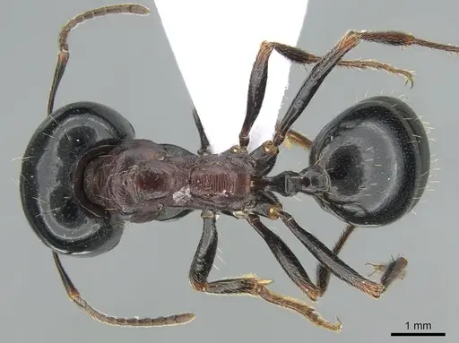 Messor wasmanni - CASENT0281211