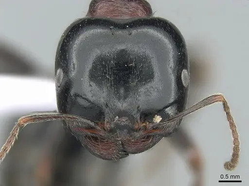 Messor wasmanni - CASENT0281211