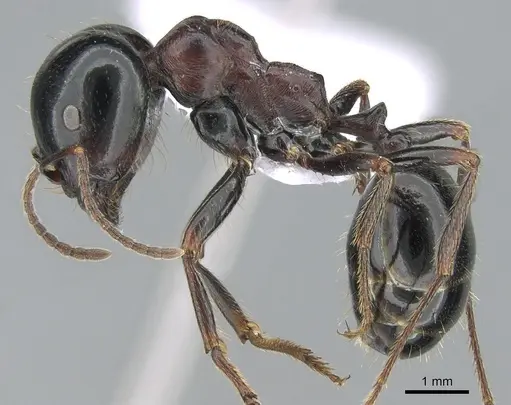 Messor wasmanni - CASENT0281211