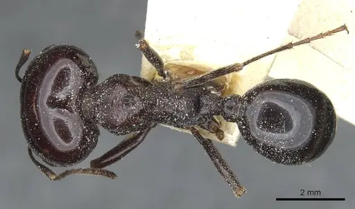Messor wasmanni - CASENT0913173