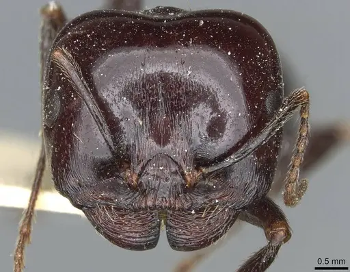 Messor wasmanni - CASENT0913173