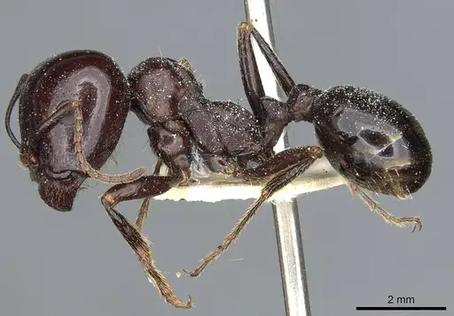 Messor wasmanni - CASENT0913173
