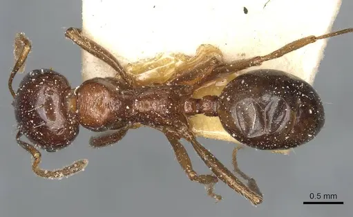 Messor wasmanni - CASENT0913174