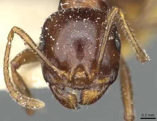 Messor wasmanni - CASENT0913174