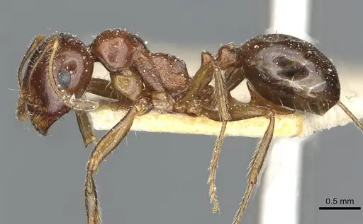 Messor wasmanni - CASENT0913174