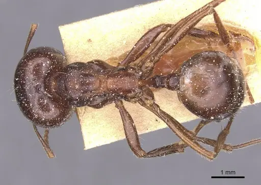 Messor wasmanni - CASENT0913219