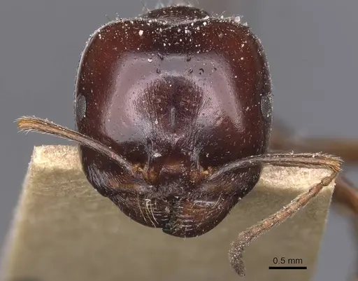 Messor wasmanni - CASENT0913219