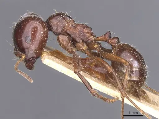 Messor wasmanni - CASENT0913219