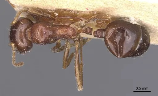 Messor wasmanni - CASENT0913220