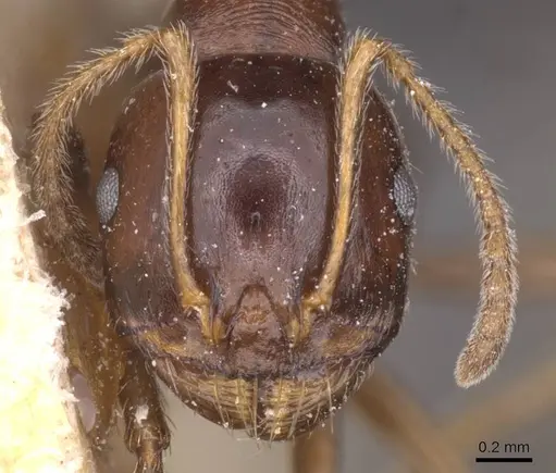 Messor wasmanni - CASENT0913220