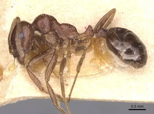 Messor wasmanni - CASENT0913220