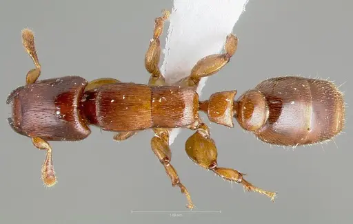 Metapone africana specimen