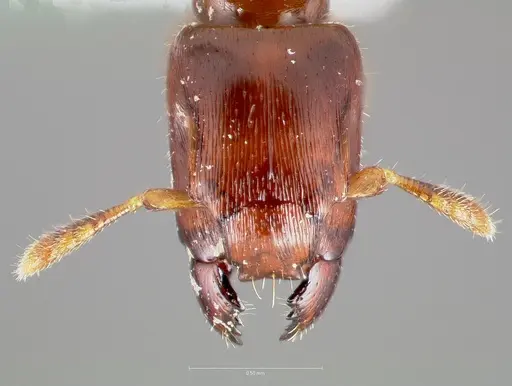 Metapone africana specimen