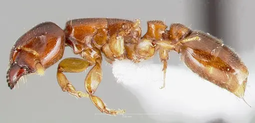 Metapone africana specimen