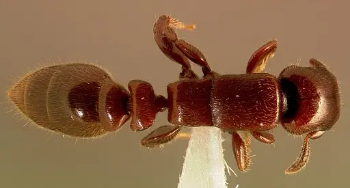 Metapone emersoni specimen