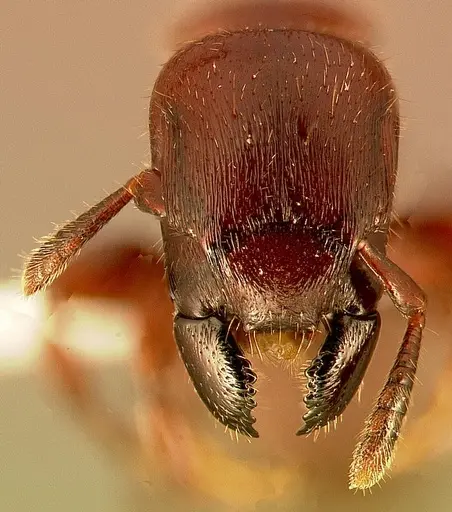 Metapone emersoni specimen