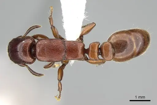 Metapone emersoni - CASENT0003117