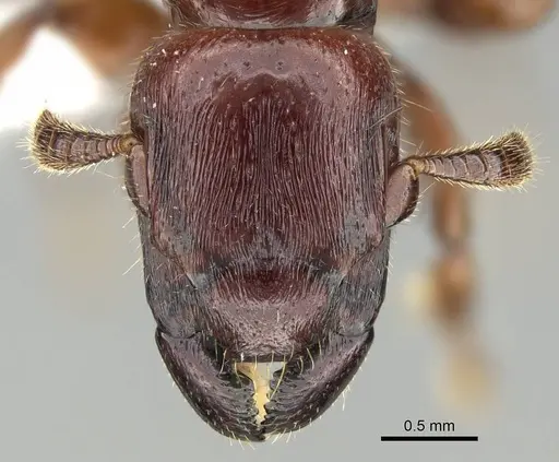 Metapone emersoni - CASENT0003117