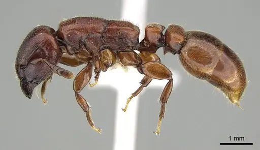 Metapone emersoni - CASENT0003117