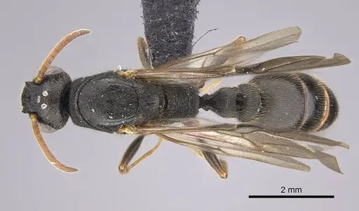 Metapone emersoni - CASENT0113799