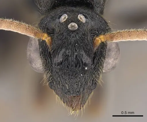 Metapone emersoni - CASENT0113799