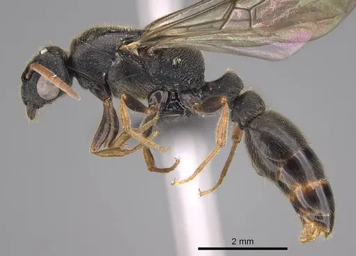 Metapone emersoni - CASENT0113799