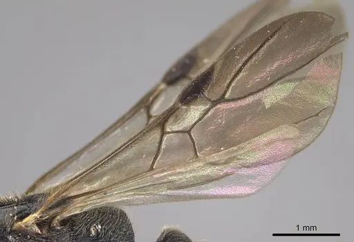 Metapone emersoni - CASENT0113799